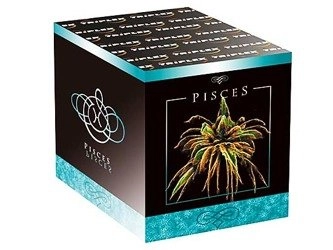 Pisces TXB222 - 16 strzałów 1.2"